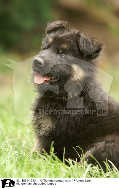 old german sheepdog puppy / BS-01533