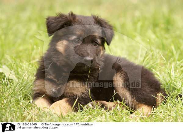 old german sheepdog puppy / BS-01540