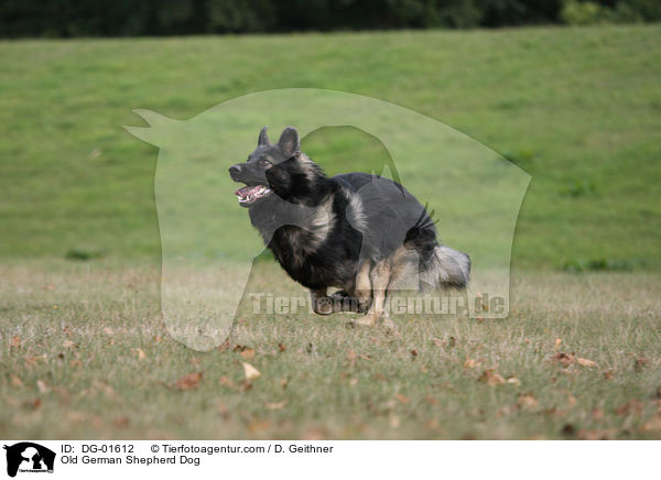 Old German Shepherd Dog / DG-01612