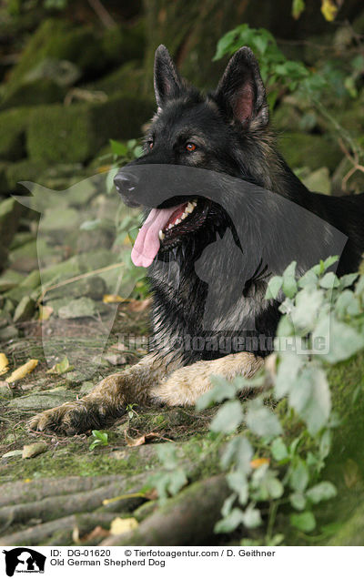 Old German Shepherd Dog / DG-01620