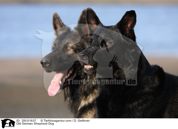 Old German Shepherd Dog / DG-01637
