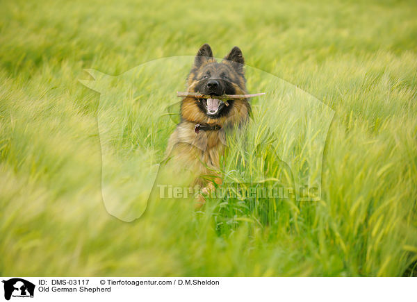 Old German Shepherd / DMS-03117
