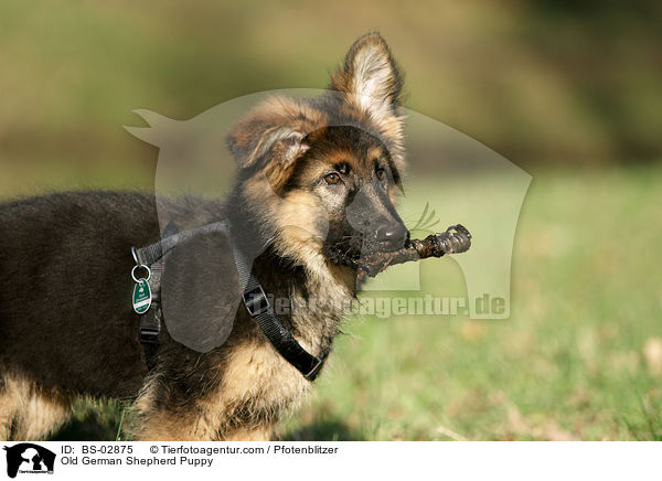 Old German Shepherd Puppy / BS-02875