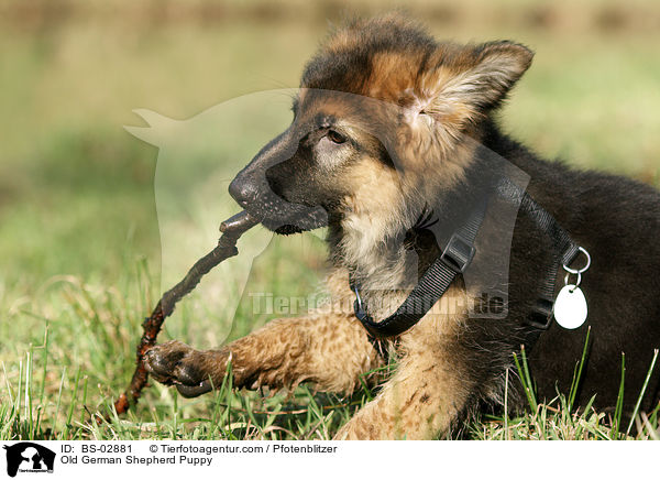 Old German Shepherd Puppy / BS-02881