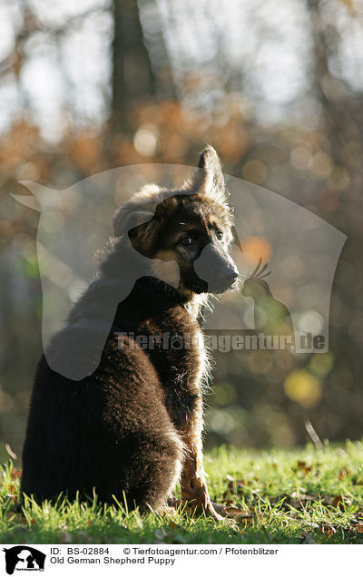 Old German Shepherd Puppy / BS-02884