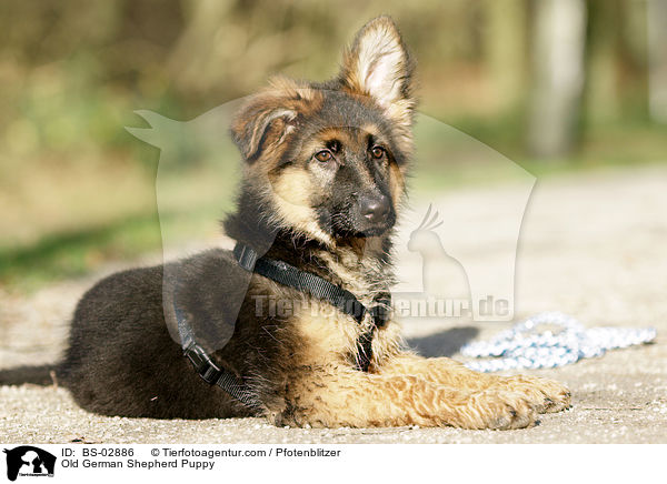 Old German Shepherd Puppy / BS-02886