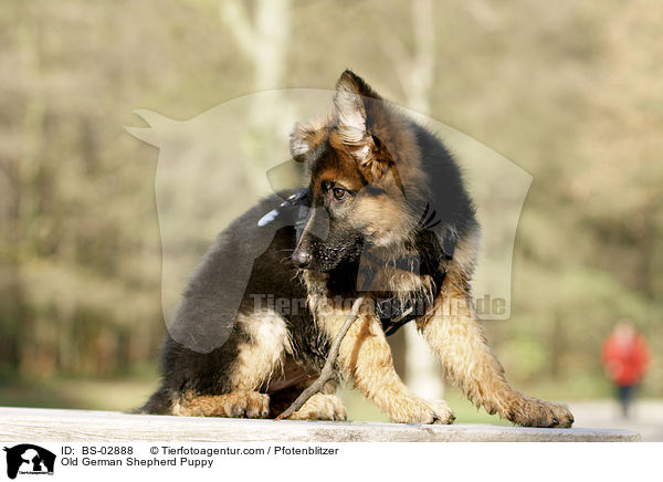 Old German Shepherd Puppy / BS-02888