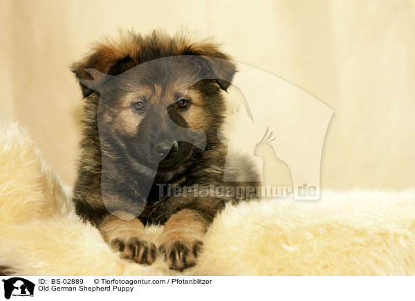 Old German Shepherd Puppy / BS-02889