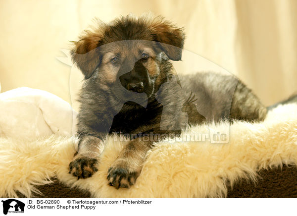 Old German Shepherd Puppy / BS-02890