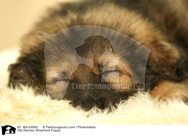 Old German Shepherd Puppy / BS-02892