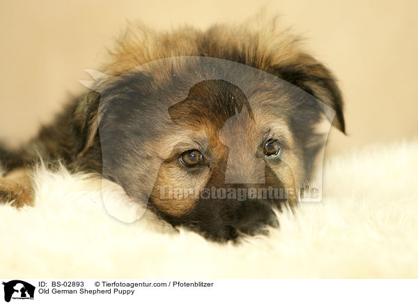 Old German Shepherd Puppy / BS-02893