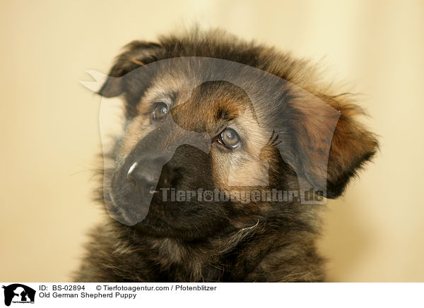 Old German Shepherd Puppy / BS-02894