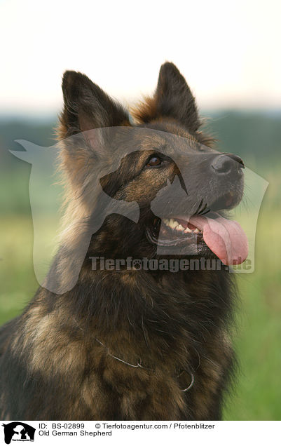 Old German Shepherd / BS-02899