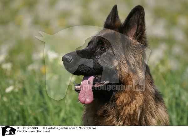 Old German Shepherd / BS-02903