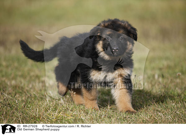 Old German Shepherd puppy / RR-27928