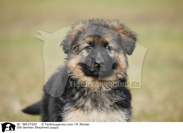 Old German Shepherd puppy / RR-27930