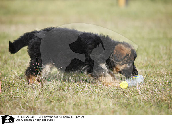 Old German Shepherd puppy / RR-27939