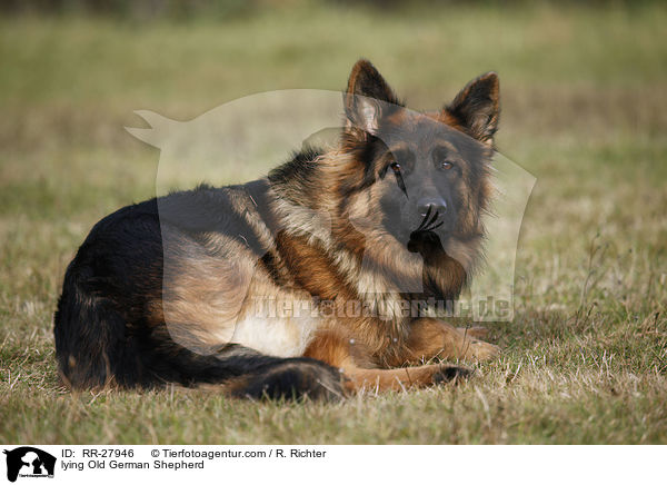 lying Old German Shepherd / RR-27946