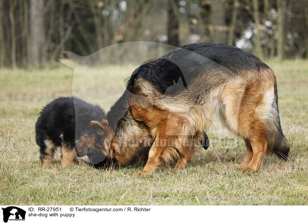 she-dog with puppy / RR-27951