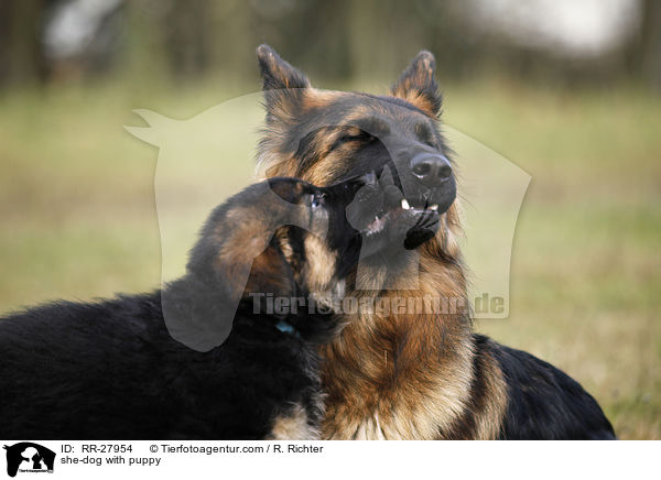 she-dog with puppy / RR-27954