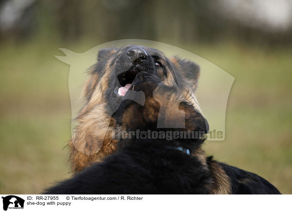 she-dog with puppy / RR-27955