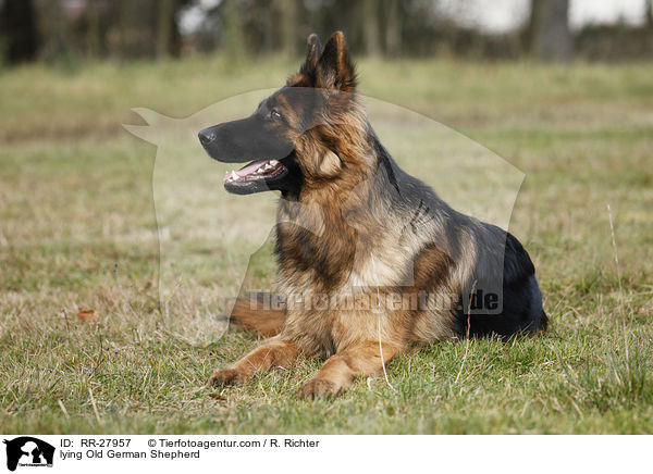 lying Old German Shepherd / RR-27957