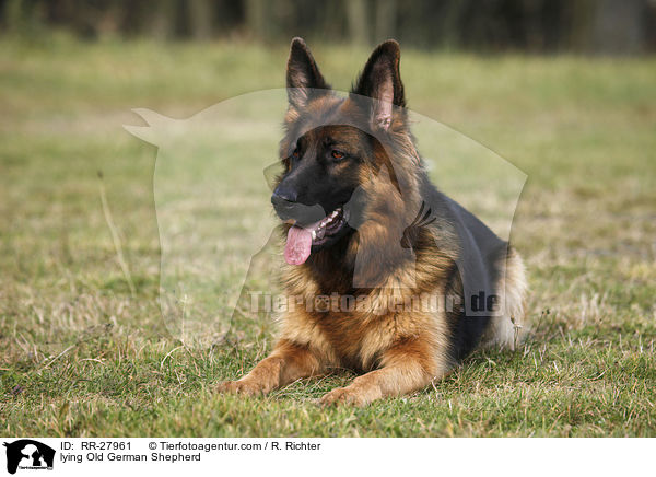 lying Old German Shepherd / RR-27961