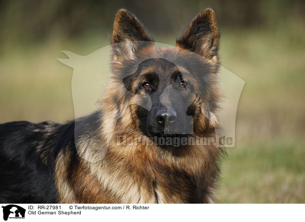 Old German Shepherd / RR-27981