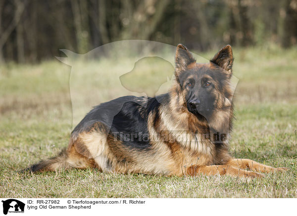lying Old German Shepherd / RR-27982