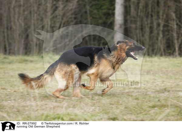 running Old German Shepherd / RR-27992