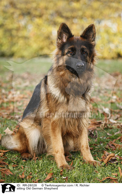 sitting Old German Shepherd / RR-28028