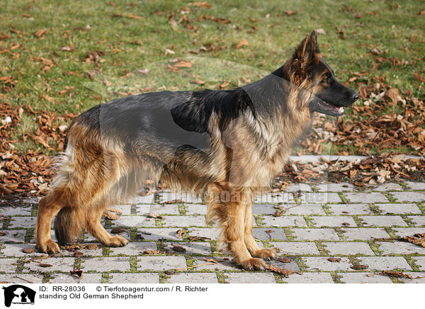standing Old German Shepherd / RR-28036