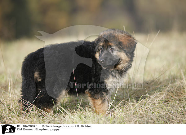Old German Shepherd puppy / RR-28043
