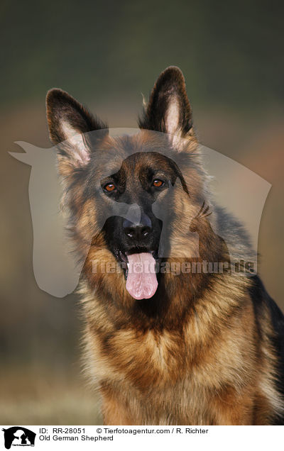 Old German Shepherd / RR-28051