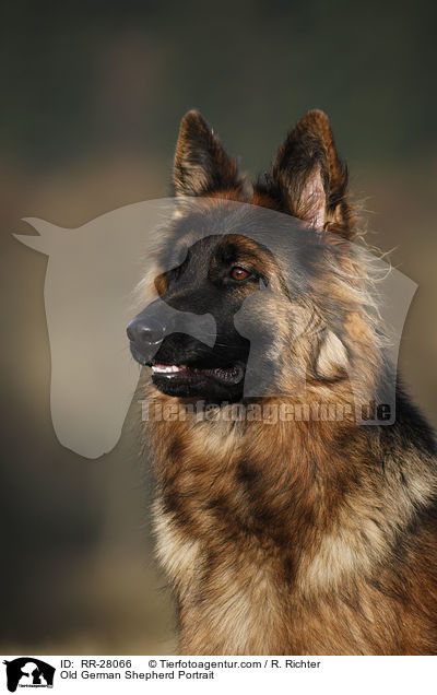 Old German Shepherd Portrait / RR-28066