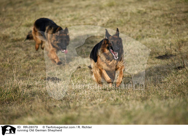 running Old German Shepherd / RR-28079