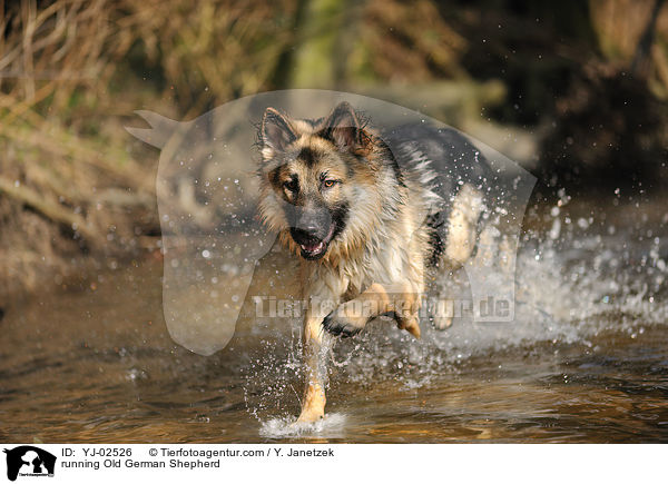 running Old German Shepherd / YJ-02526