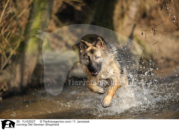 running Old German Shepherd / YJ-02527