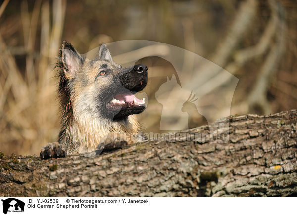 Old German Shepherd Portrait / YJ-02539