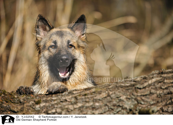 Old German Shepherd Portrait / YJ-02542