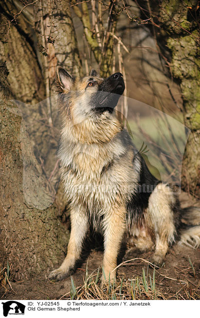 Old German Shepherd / YJ-02545