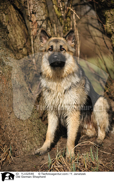 Old German Shepherd / YJ-02546
