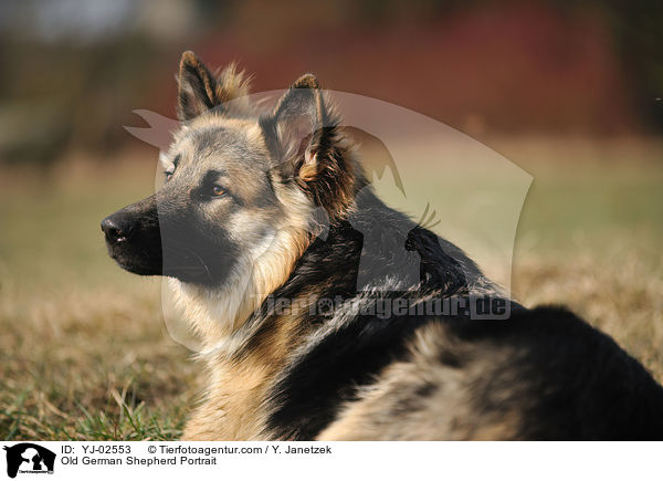 Old German Shepherd Portrait / YJ-02553