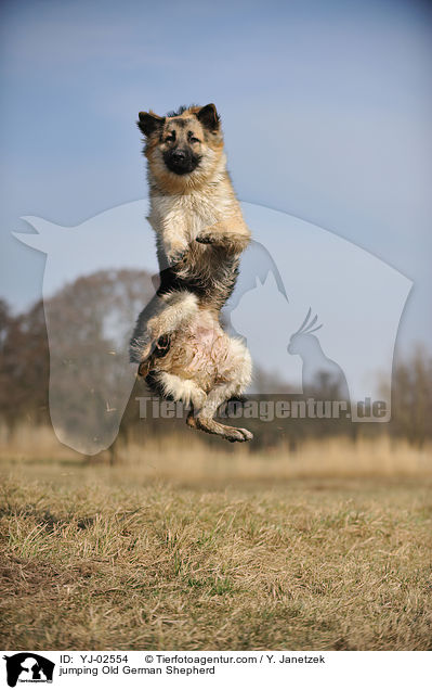 jumping Old German Shepherd / YJ-02554