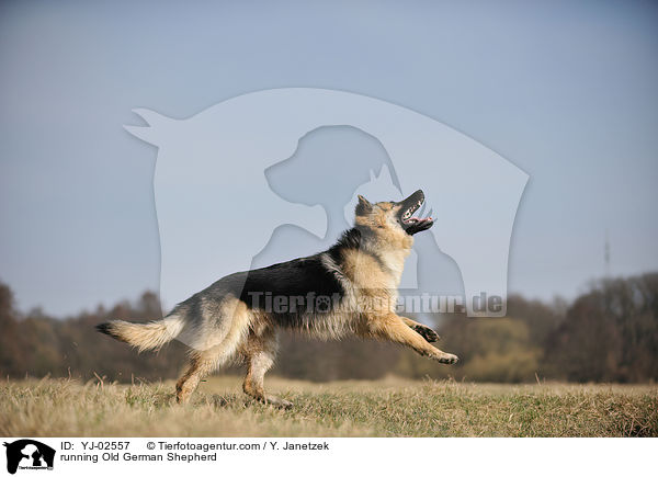 running Old German Shepherd / YJ-02557