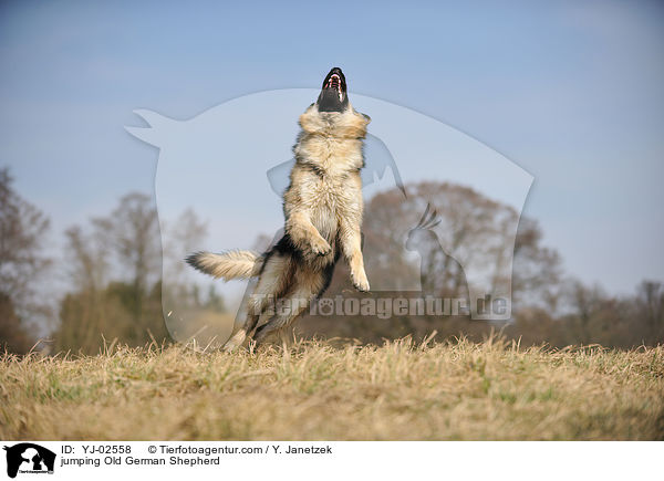 jumping Old German Shepherd / YJ-02558