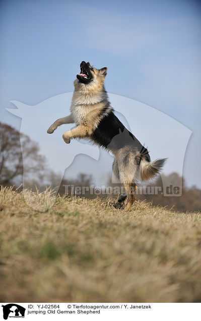jumping Old German Shepherd / YJ-02564