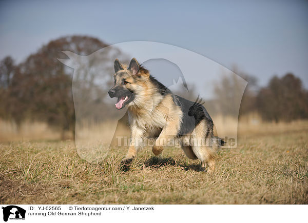 running Old German Shepherd / YJ-02565