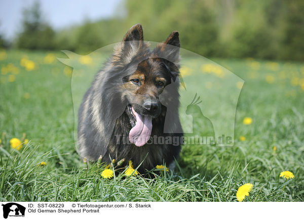 Old German Shepherd Portrait / SST-08229