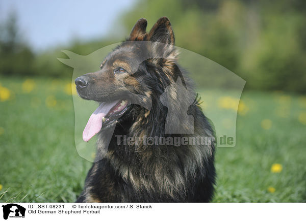Old German Shepherd Portrait / SST-08231